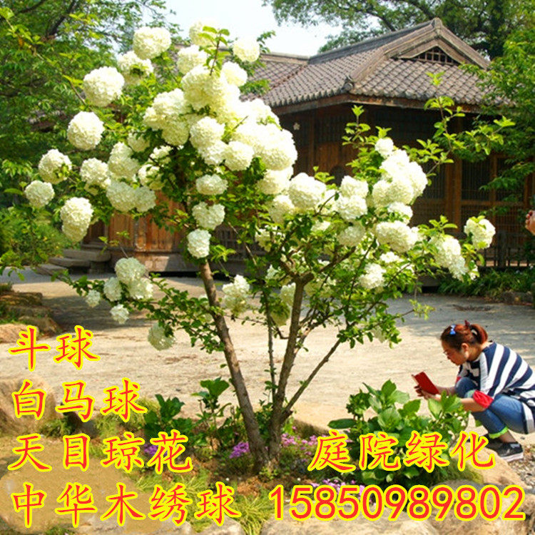 中华木本绣球斗球树苗圆锥绣球荚蒾白麻球八仙花盆栽庭院室外耐寒