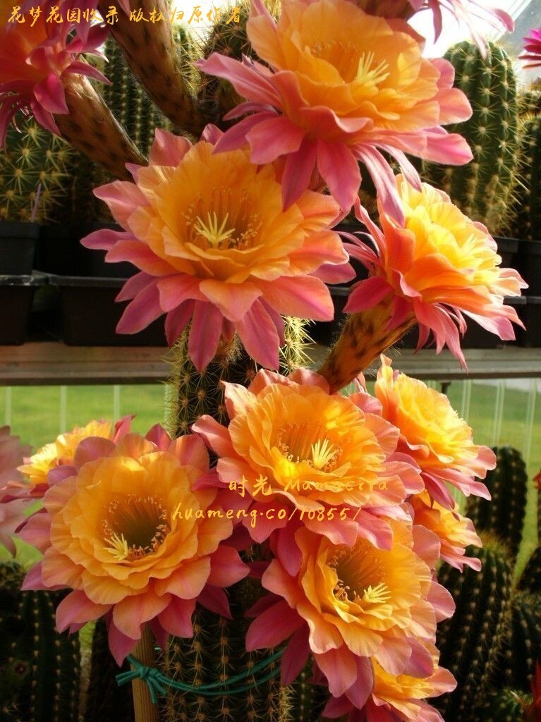 【毛花柱】时光 稀有品种仙人掌开花仙人球多肉植物 花梦花园858