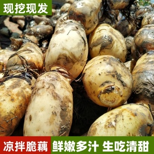 正宗洪泽湖莲藕新鲜现挖煲汤藕糯米藕蔬菜炖汤九孔藕农家特产