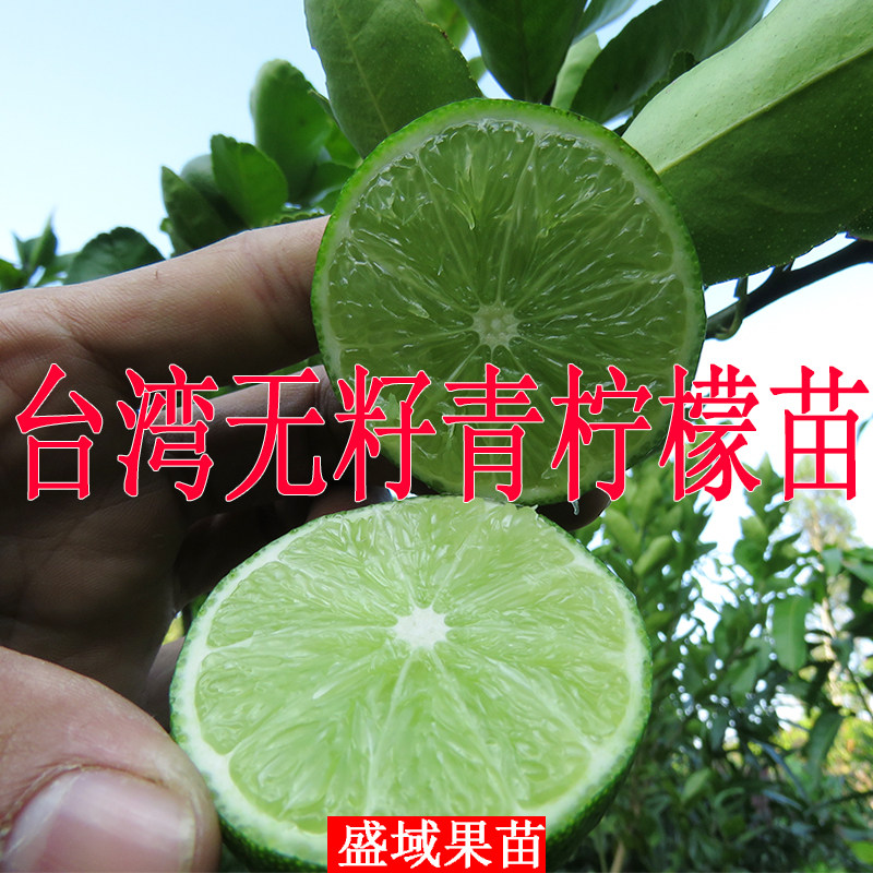 青柠檬苗香水柠檬树苗果苗盆地栽四季结果 手指柠檬 指橙在类目 鲜花速递/花卉仿真/绿植园艺, 花园植物/行道树/果树, 果树中 - 来自Buy2taobao.com提供专业的淘宝代购服务
