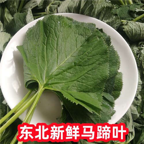 东北长白山山野菜新鲜大叶子