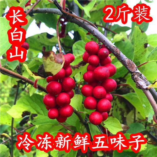 长白山北五味子新鲜冷冻果2斤