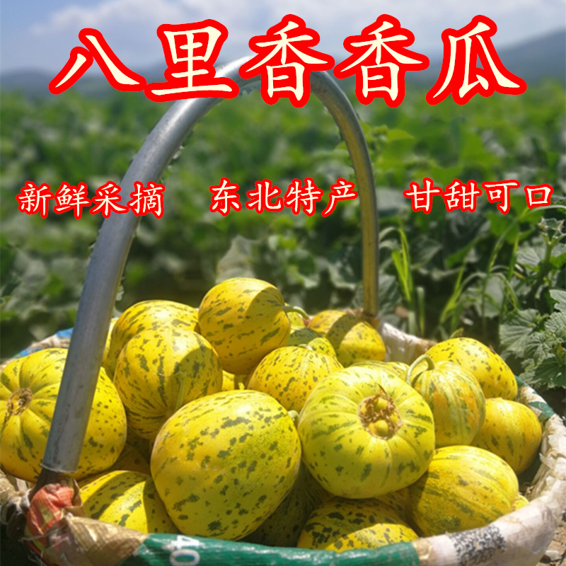 东北长白山新鲜甜瓜现摘