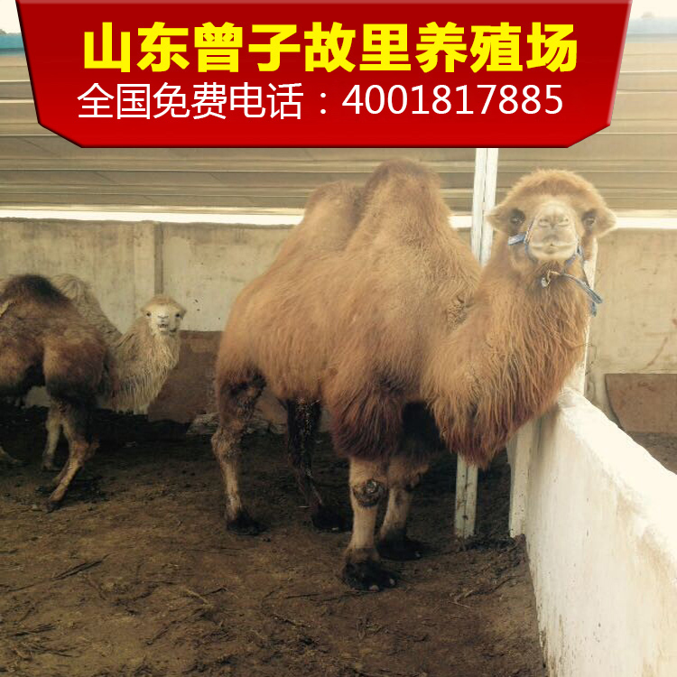 活体草泥马曾子故里养殖场