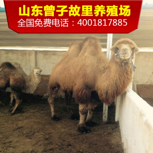 活的羊驼 活体羊驮 超萌神兽草泥马 纯种澳洲引进 草尼玛羊骆