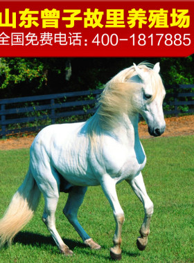 活体小矮马 活体真马宠物矮脚马 德保矮马多少钱一匹 真马骑乘马
