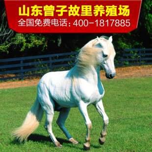 活体小矮马 活体真马宠物矮脚马 德保矮马多少钱一匹 真马骑乘马