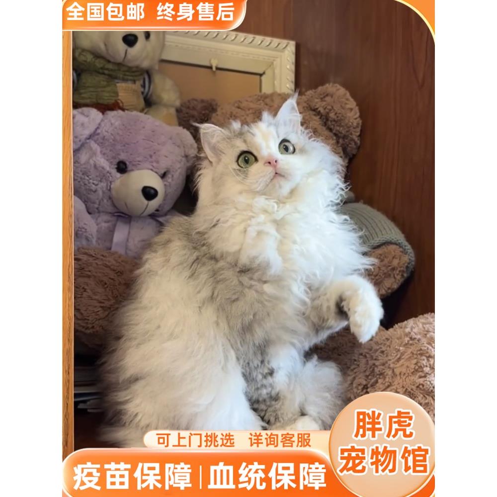 塞尔凯克卷毛猫摇粒绒猫不掉毛宠物猫矮脚赛凯纯合子杂合子网红猫