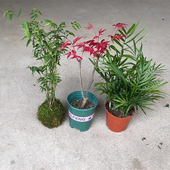 缘友之家 安缘台缘环境植黄缘龟苗养殖箱 黄缘闭壳龟环境专用植物