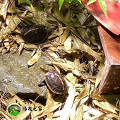 落叶松针抑制真菌 黄缘生态饲养环境造景 缘友之家 黄缘冬眠垫材