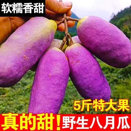八月瓜新鲜水果深山八月炸当季现摘香瓜应季麻藤包软糯香甜瓜包邮