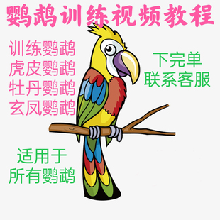 【鹦鹉训练视频 联系索取 不要拍】鹦鹉玩具站杆喂食器用品大全