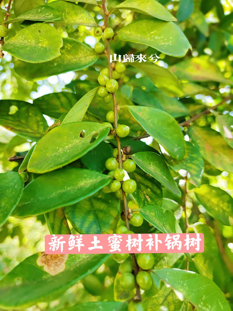 现采新鲜土蜜树枝叶补锅树土知母补脑根逼迫子发枝叶一斤包邮