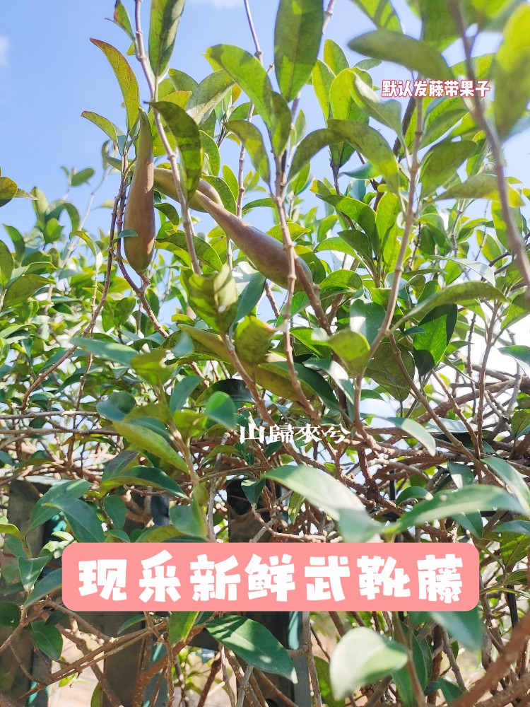 现采新鲜武靴藤羊角藤羊角拗匙羹藤蛇天角金刚藤饭勺藤500克