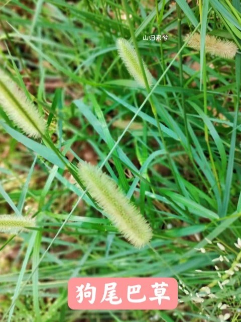 新鲜狗尾草广西整棵全草包邮