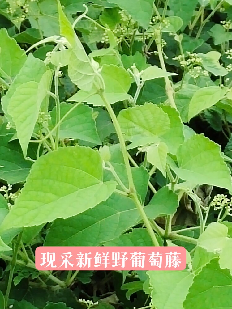 新鲜野葡萄藤蛇葡萄藤叶中草药山葡萄藤现采现发天然绿色一斤包邮