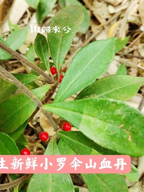 现采小罗伞新鲜小郎伞铁凉伞山血丹富贵子中草药朱砂根发枝叶500g