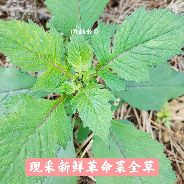 飞机草的功效图片