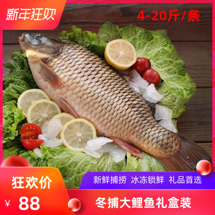 冬捕鲤鱼淡水湖鱼吉林松原松花江新鲜捕捞活鱼冷冻10斤/条礼盒装