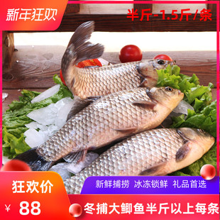 冬捕大鲫鱼新鲜松花江鱼淡水湖冬捕鱼鲫鱼杂鱼活鱼冷冻5斤箱包邮
