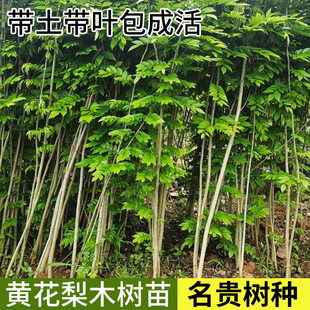 海南黄花梨树苗名贵树种降香黄檀苗珍稀红木苗易栽培花园庭院绿植