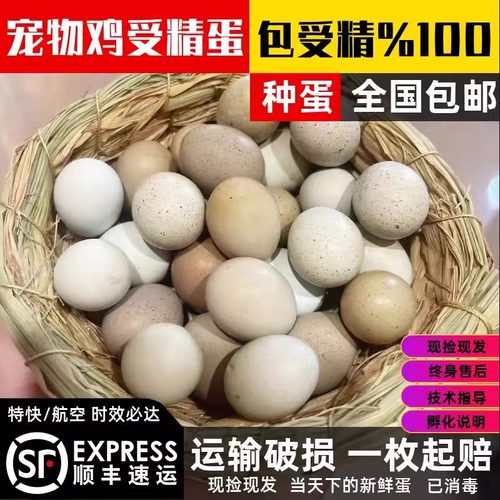 芦丁鸡种蛋受精可孵化蛋全色系