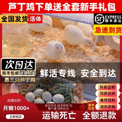 网红芦丁鸡40-60青年鸡顺丰到家