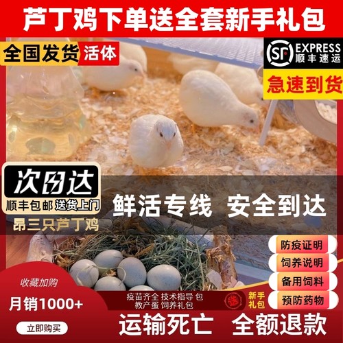 网红芦丁鸡40-60青年鸡顺丰到家