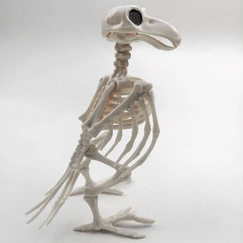 Crazy Bone Skeleton Raven Plastic Animal Skeleton Bones Horr