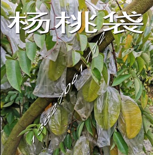 包邮农业耳朵型套杨桃薄膜套袋番石榴青枣袋百香果防虫袋套水果袋