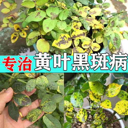黑斑病黄叶专用药月季病虫常用药