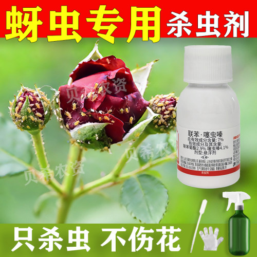 蚜虫专用杀虫剂月季病虫害常用药