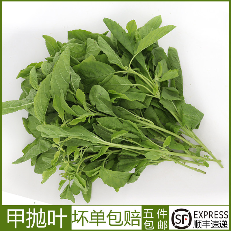 新鲜甲抛叶打抛叶塔抛葉泰国打抛猪肉配菜塔抛叶嘎抛叶 甲抛100g