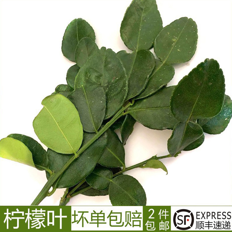 马蜂橙柠檬叶新鲜泰国柠檬叶图片