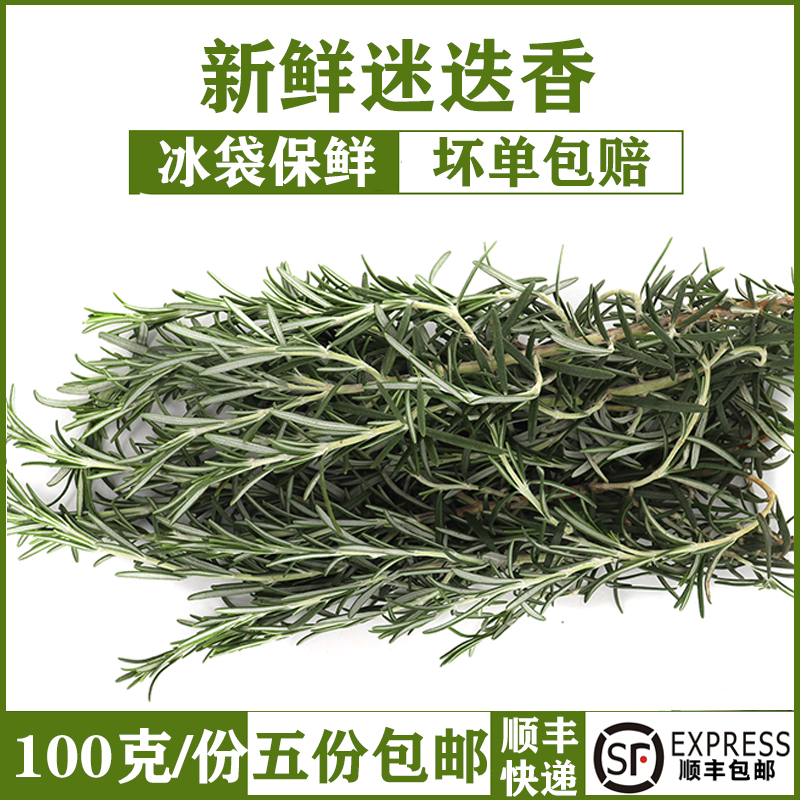 新鲜迷迭香马鞭草玛丽调料100g