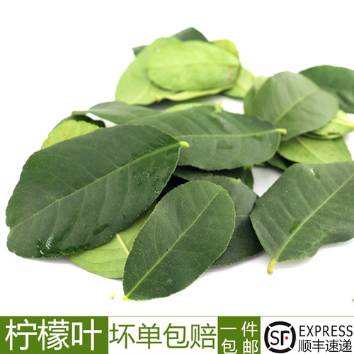 新鲜柠檬叶食用鱼生佐料
