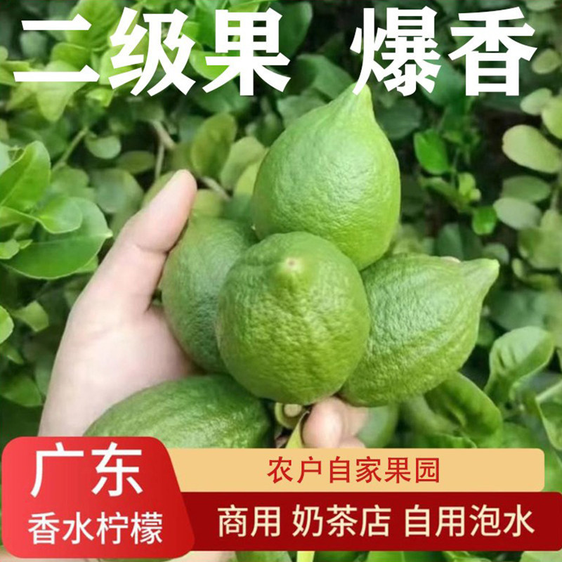 香水柠檬二级浓香型广东现摘现发图片