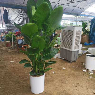 天堂鸟室内盆栽大型客厅绿植花卉大叶植物办公室好养活四季吸甲醛