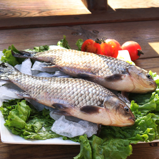 东北小鲫鱼鲫瓜子新鲜活鱼淡水小河鱼冷冻孕产妇下奶月子炖汤