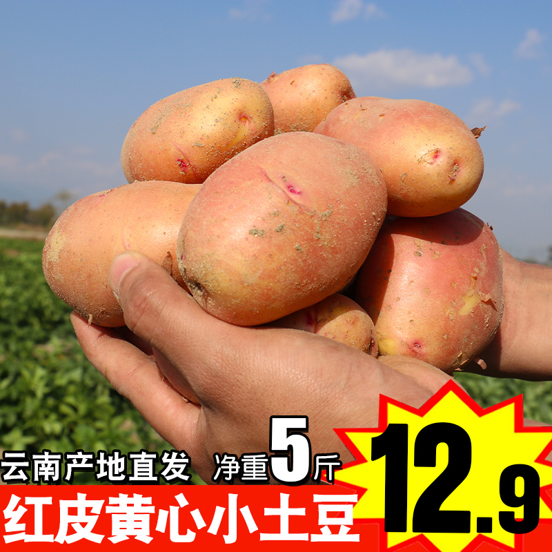 Yunnan Redskins Yellow Heart Small potatoes Fresh 5 Farm Vegetables Mini Small potatoes wholesale Potatoin the Aquatic meat/Fresh fruits and vegetables/Cooked , Fresh vegetables/Vegetable products , Fresh vegetables , Potato  category - from Buy2taobao.com to provide professional Taobao agent buy service