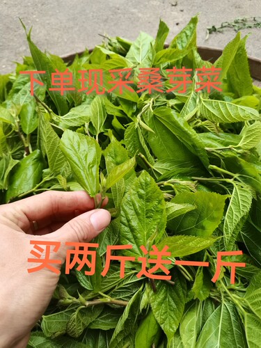 新鲜现采桑芽菜嫩桑芽桑叶菜上汤桑芽菜食用酒店专用不打药农家菜