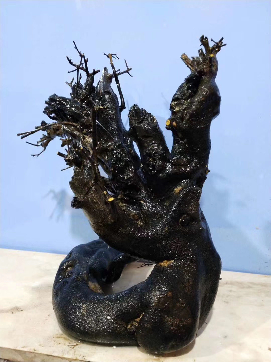 金弹子原生母桩掌上盆景挂果四川金蛋子黑塔子灌木公生桩练手桩9|ruв категории доставка цветов/цветок моделирования/растения садоводства, цветок/растения в горшках (новый), растения - от Buy2taobao.com для оказания профессиональной услуги покупки агента Taobao