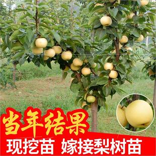 梨树果树苗一元试种早酥红梨树果苗当年结果北方庭院盆栽地栽果苗