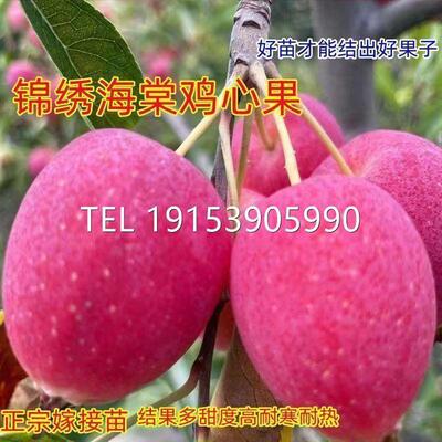 东北鸡心果树苗超甜大果食用观赏耐寒盆栽地栽南北方种植果树果苗