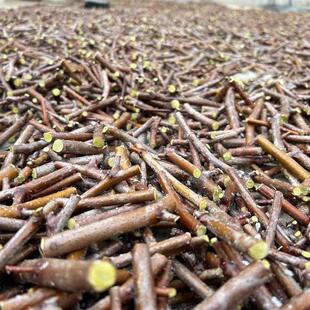 接穗酸枣枣树嫁接芽改良高产接穗药用酸枣增产高出仁接穗挂果