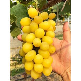 黄金阳光玫瑰葡萄苗无籽阳光十三黄葡萄树苖盆地栽北南方庭院种植