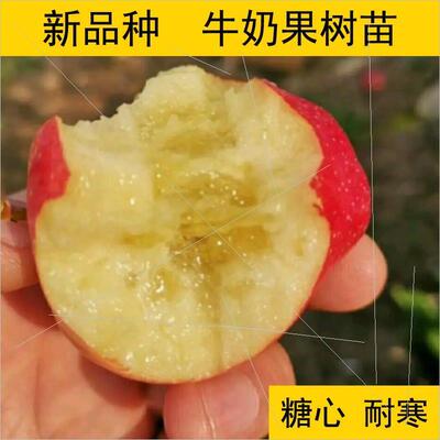 东北耐寒果树苗牛奶果糖心北方水果新品种果树黑龙江发货保真