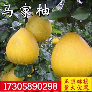 江西广丰马家柚子树苗红心柚苗嫁接南方盆栽庭院地栽种植当年结果