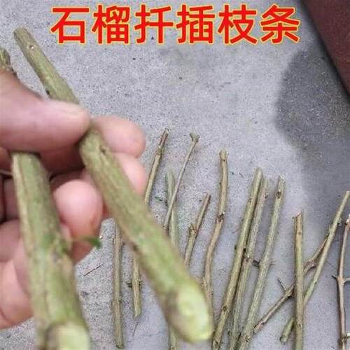 石榴树苗扦插枝条接穗突尼斯软籽无籽盆栽地栽南北方种植嫁接砧木