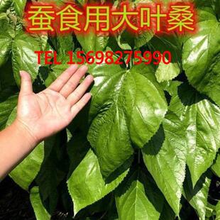 桑椹果树苗云南野桑桑葚树苗南方北方种植庭院盆栽地栽隔年结果苗